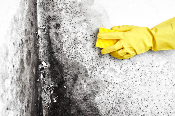 Best Crawl Space Mold Removal  in Arthurtown, SC