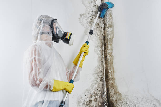 Attic Mold Removal in Arthurtown, SC